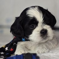 Shih Tzu - Dogs