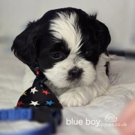 Shih Tzu - Dogs