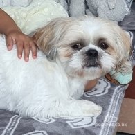 Shih Tzu - Dogs