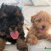 Shihpoo - Both