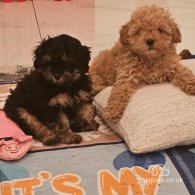 Shihpoo - Both