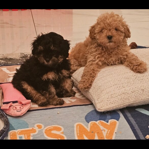 Shihpoo - Both