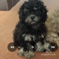 Shihpoo - Both