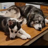 Siberian Husky - Both