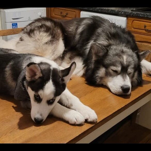 Siberian Husky - Both