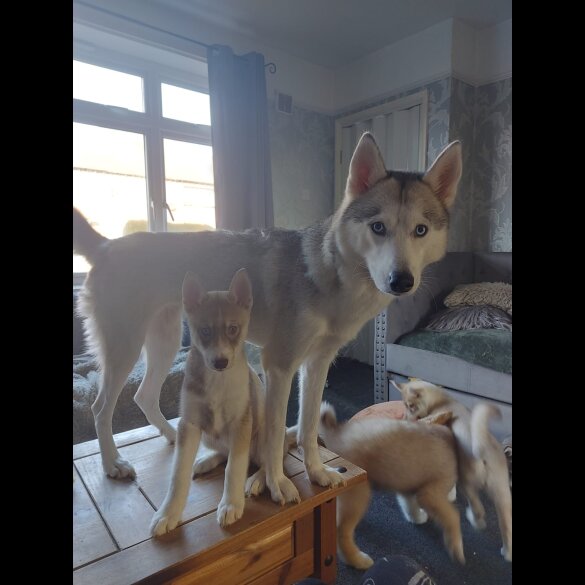 Siberian Husky - Both