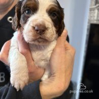 Sprocker Spaniel - Both