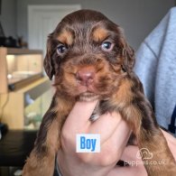 Sprocker Spaniel - Both