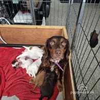 Sprocker Spaniel - Both