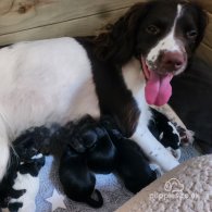 Sprocker Spaniel - Both