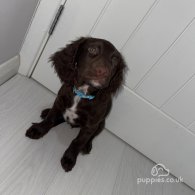 Sprocker Spaniel - Dogs