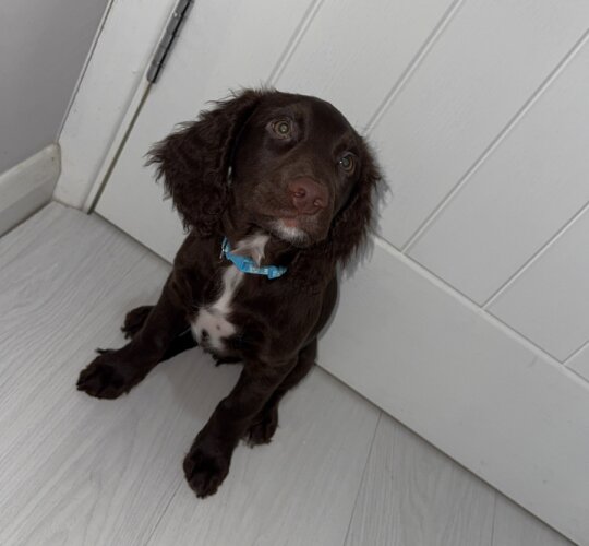 Sprocker Spaniel