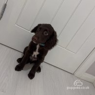 Sprocker Spaniel - Dogs