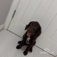 Sprocker Spaniel - Dogs