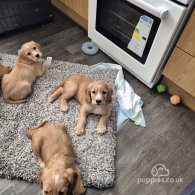 Sprocker Spaniel - Dogs