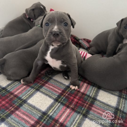 Staffordshire Bull Terrier puppies for Sale in the UK Puppies