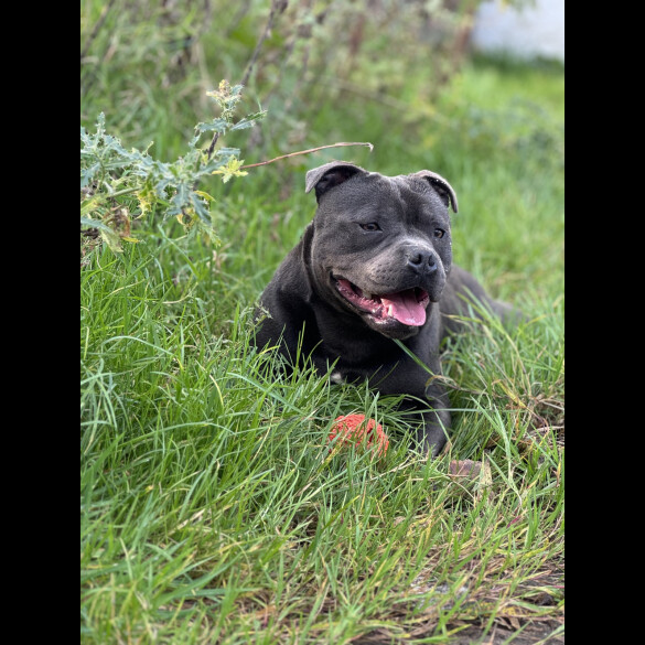 Staffordshire Bull Terrier - Both