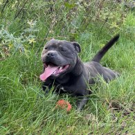 Staffordshire Bull Terrier - Both