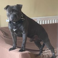 Staffordshire Bull Terrier - Both