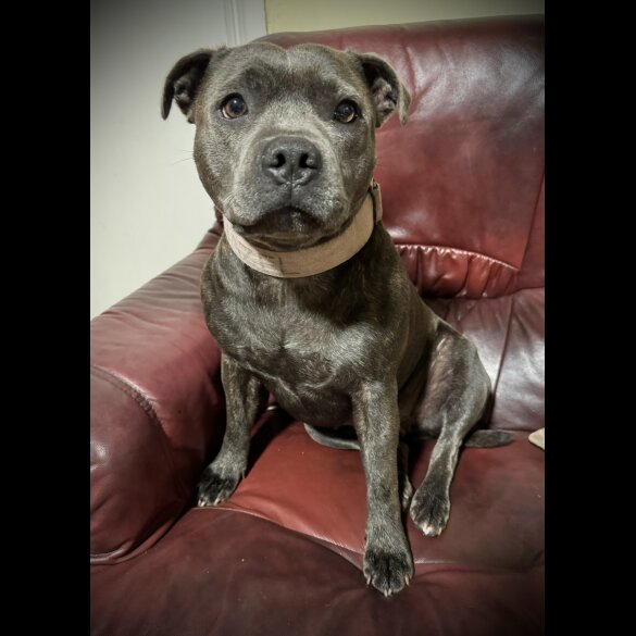 Staffordshire Bull Terrier - Both