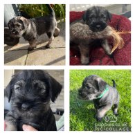 Miniature Schnauzer - Dogs