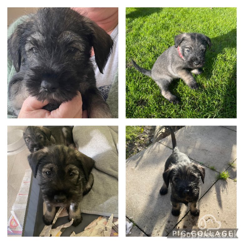 Miniature Schnauzer | Sale | Salisbury, Wiltshire - Standard Schnauzer ...