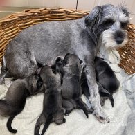 Miniature Schnauzer - Dogs