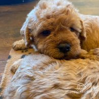 Toy Poodle - Both