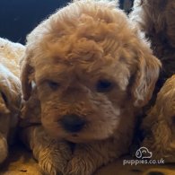 Toy Poodle - Both