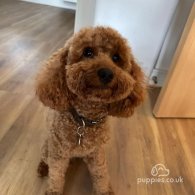 Toy Poodle - Both