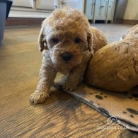 Toy Poodle - Both