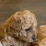 Toy Poodle - Both