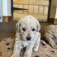 Toy Poodle - Both