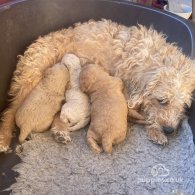 Toy Poodle - Both