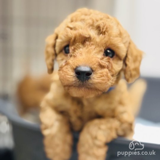 Toy Poodle - Dogs