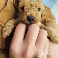 Toy Poodle - Dogs