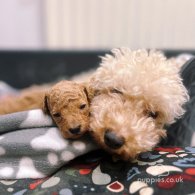 Toy Poodle - Dogs