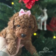 Toy Poodle - Both