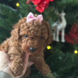 Toy Poodle - Both