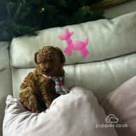 Toy Poodle - Both