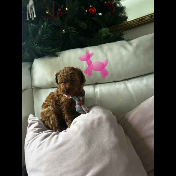 Toy Poodle - Both