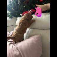 Toy Poodle - Both