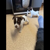 Jack Russell - Both