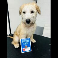 Wheaten Terrier - Both