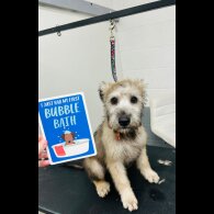 Wheaten Terrier - Both