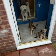 Wheaten Terrier - Both