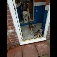 Wheaten Terrier - Both