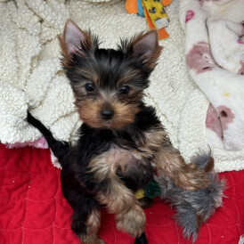 Yorkshire Terrier - Both