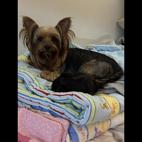 Yorkshire Terrier - Both