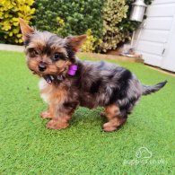 Yorkshire Terrier - Both